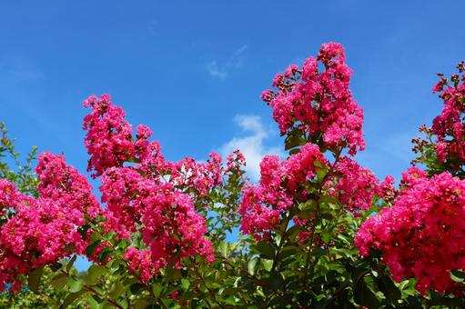 さぬきフラワーガーデンのサルスベリの花 さぬきフラワーガーデンのサルスベリの花の写真