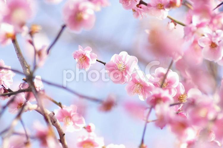 枝垂れ梅-29 枝垂れ梅,紅梅,ピンクの写真素材