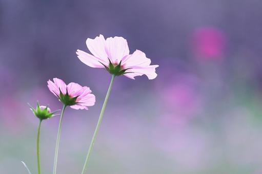 秋の野に咲くピンクのコスモス 秋の野に咲くピンクのコスモス コスモス,秋,花の写真素材