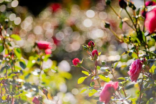 玉ボケが美しい光に包まれた赤いバラつぼみ バラ,薔薇,玉ボケの写真素材