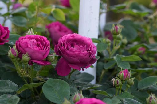 Photo, rose, red-purple, gypsy boy, 