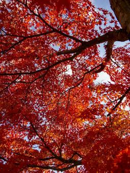 真っ赤に染まる秋の彩り 真っ赤に染まる秋の彩り 紅葉,秋,もみじの写真素材