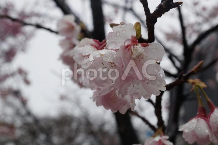 桜 桜,さくら,サクラの写真素材
