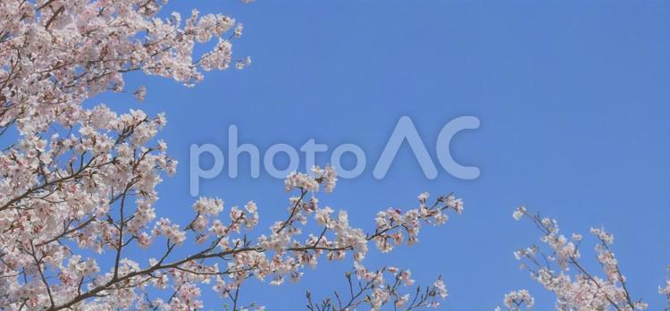 満開の桜と青空、ヘッダー素材 桜,サクラ,さくらの写真素材