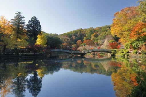 薬師池公園の紅葉 秋,紅葉,11月の風景の写真素材