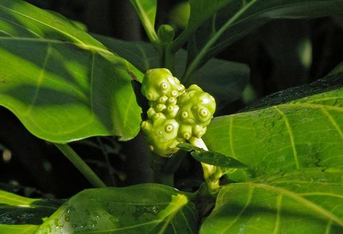 ヤエヤマアオキ ヤエヤマアオキ,八重山青木,ハテルマアオキの写真素材