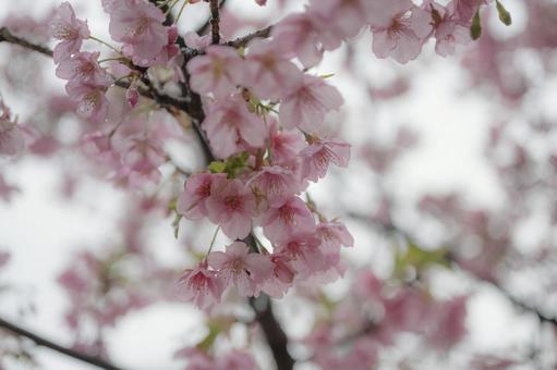 Photo, vişne ağacı, kiraz çiçeği, sakura, 