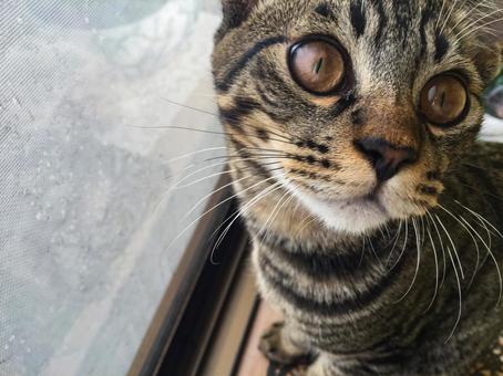 こっち見るねこ こっち見るねこの写真