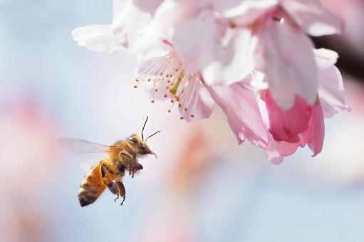 河津桜にミツバチ３ ミツバチ,セイヨウミツバチ,蜂の写真素材