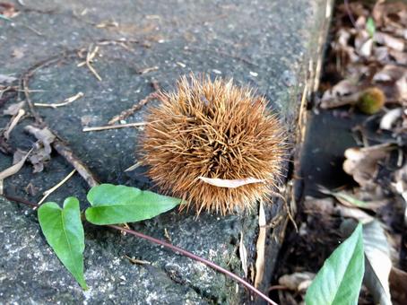 郊外の車道上に転がる小柄なイガグリ イガグリ,栗,木の実の写真素材