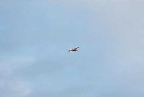 大空を優雅に舞うトビの幼鳥 大空を優雅に舞うトビの幼鳥 トビ,幼鳥,若鳥の写真素材