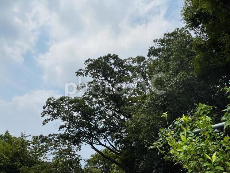 空を仰ぐ木々 木陰,公園風景,緑の木々の写真素材