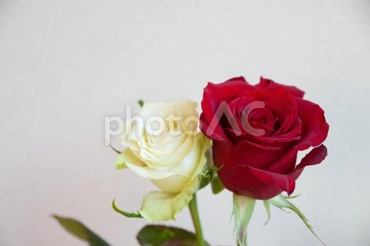 赤と白のばら バラ,薔薇,ローズの写真素材