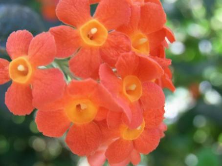 公園の植え込みに咲くベニマツリの花 公園の植え込みに咲くベニマツリの花 ベニマツリ,花,植物の写真素材