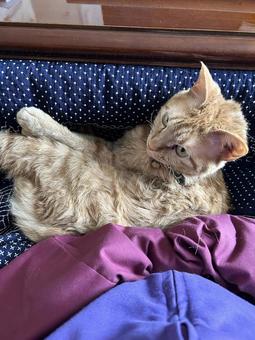 こたつと人の間に挟まるネコ ねこ,ネコ,茶トラの写真素材