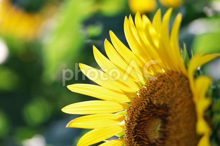 ひまわりの花びらアップ 向日葵,ひまわり,夏イメージの写真素材