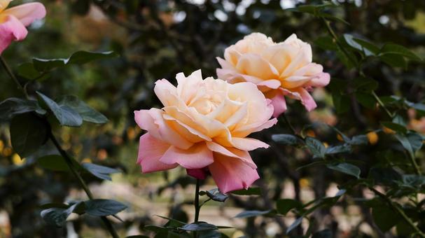 【花の写真】ばらの花 rose,植物,園芸の写真素材