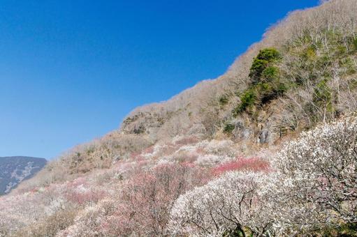 青空に映える満開の白梅と紅梅 梅,迎春,梅の花の写真素材