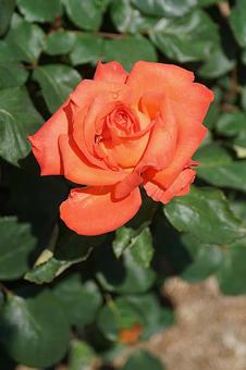 荒牧バラ園505　タイムレス’98　 兵庫県,荒牧バラ園,バラの写真素材