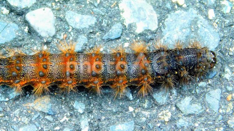 毛虫とアスファルト 毛虫,けむし,虫の写真素材