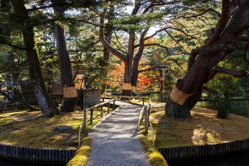 秋の有備館⑸ 秋,紅葉,モミジの写真素材