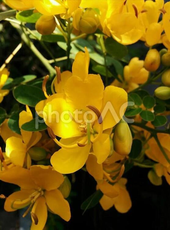 花　ハナセンナ　輝かしい未来 ハナセンカ,黄色,黄の写真素材