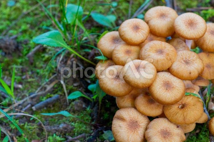 自生したきのこ キノコ,自生,自然の写真素材