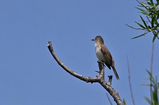 オオヨシキリ オオヨシキリ オオヨシキリ,野鳥,鳥類の写真素材
