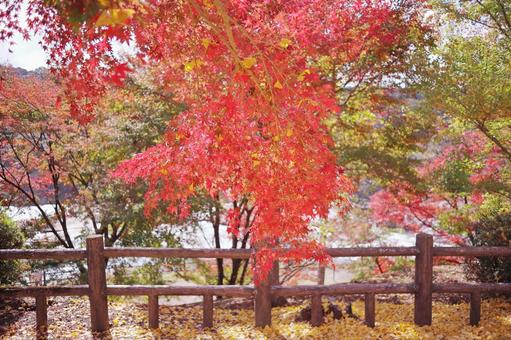 美しい紅葉の風景 美しい紅葉の風景の写真