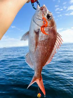 海でタイラバで釣りあげた真鯛 鯛,魚,海釣りの写真素材