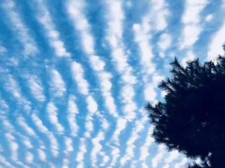 木とうろこ雲 木とうろこ雲の写真