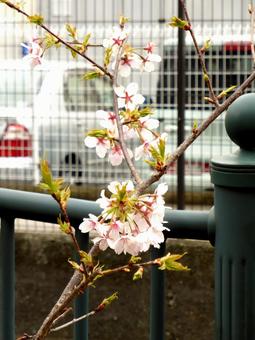 3月の砂押川プロムナード、早咲きの玉縄桜 桜,花,木の写真素材
