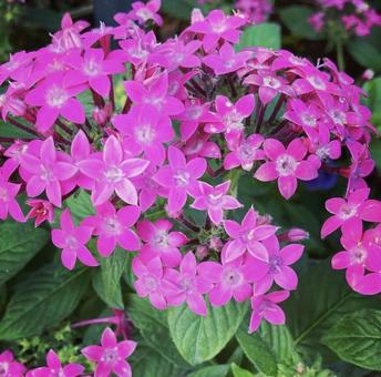 花 花の写真
