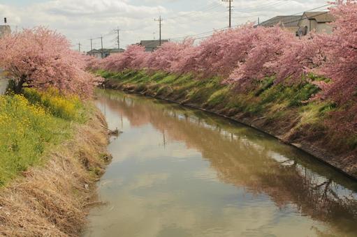 河津桜並木 河津桜並木の写真