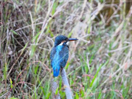 草地に立つ枯れ枝にとまるカワセミ2の写真