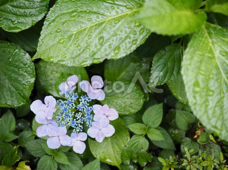 水滴のついたアジサイ 紫陽花,あじさい,花の写真素材