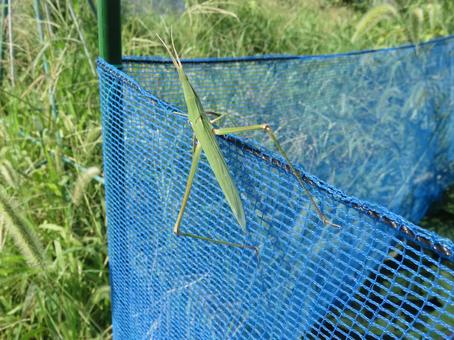 Short-horned grasshopper, JPG