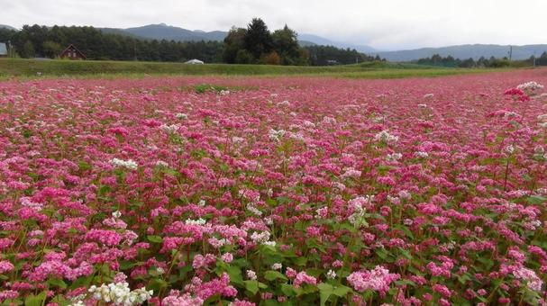 赤そば01 赤そば,赤ソバ,アントシアニンの写真素材
