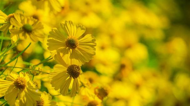 明るい黄色の花(オオキンケイギク)の群生 明るい黄色の花(オオキンケイギク)の群生 オオキンケイギク,コレオプシス,黄色の写真素材