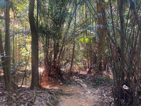 山道 山道の写真
