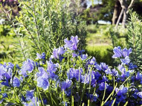 日を浴び群生するエキウムの花 日を浴び群生するエキウムの花 エキウム,花,フラワーの写真素材