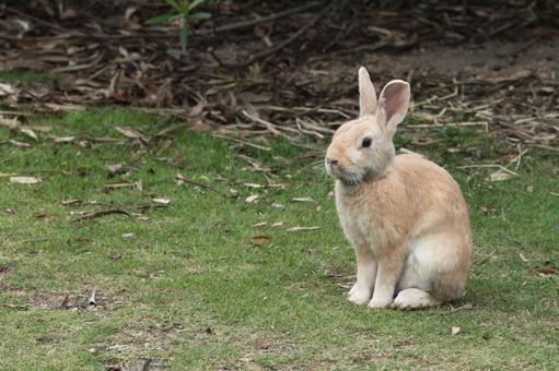 Sitting wild rabbit, JPG