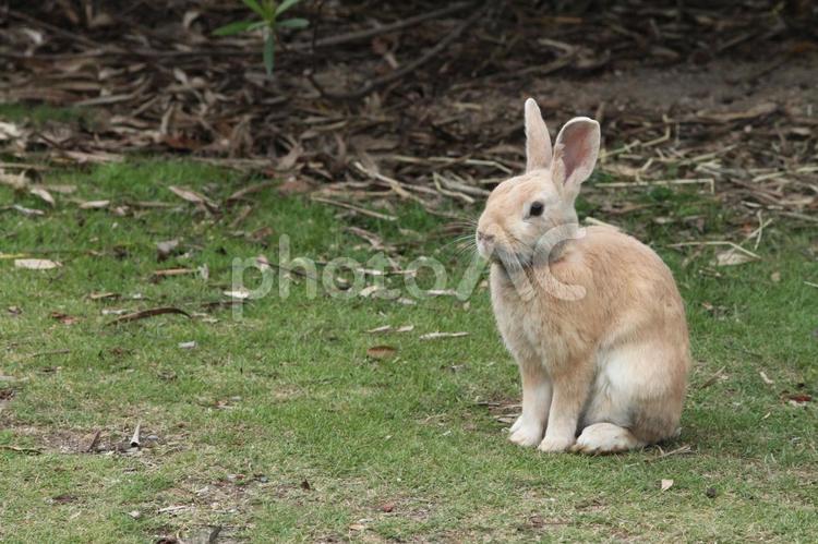 おすわりしている野うさぎ 動物,自然,生き物の写真素材