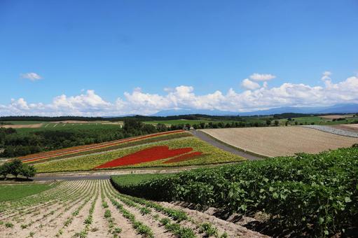 四季彩の丘2 四季彩の丘,北海道,美瑛の写真素材