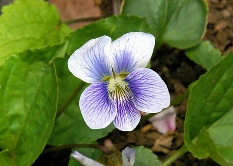 アメリカスミレサイシン プリセアナ アメリカスミレサイシン,プリセアナ,亜米利加菫細辛の写真素材