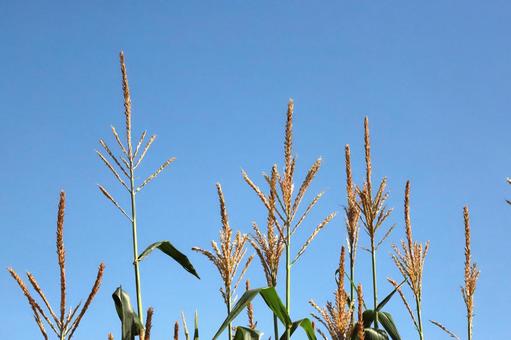 トウモロコシの穂 トウモロコシの穂 植物,野菜,とうもろこしの写真素材