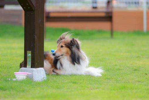 シェルティ シェルティの写真