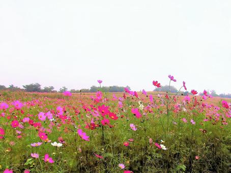 ピンクの花 ピンクの花の写真