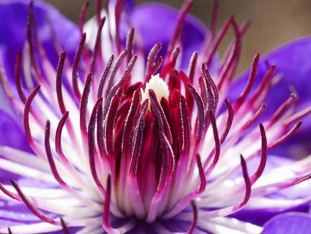 クレマチスのアップ クレマチスのアップの写真