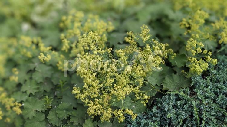 黄色の小さなかわいい野花 草,野草,朝露の写真素材